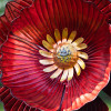 Red Poppy (FLOWER001)